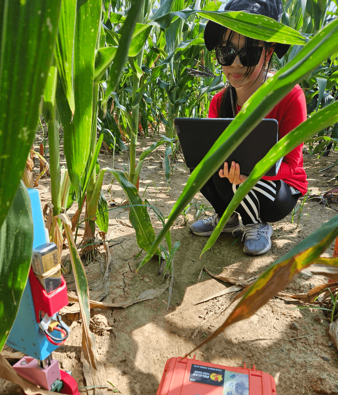 Doris crouching between rows of maize with a laptop, beside a sensor rig
