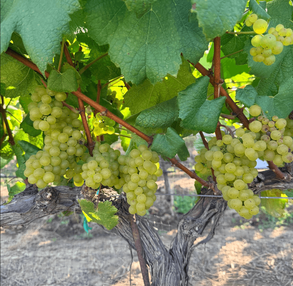 Clusters of chardonnay grapes hanging on the vine