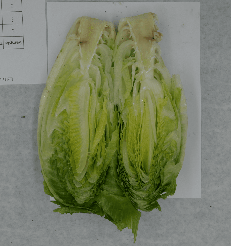 A head of romaine lettuce cut in half and photographed for rating